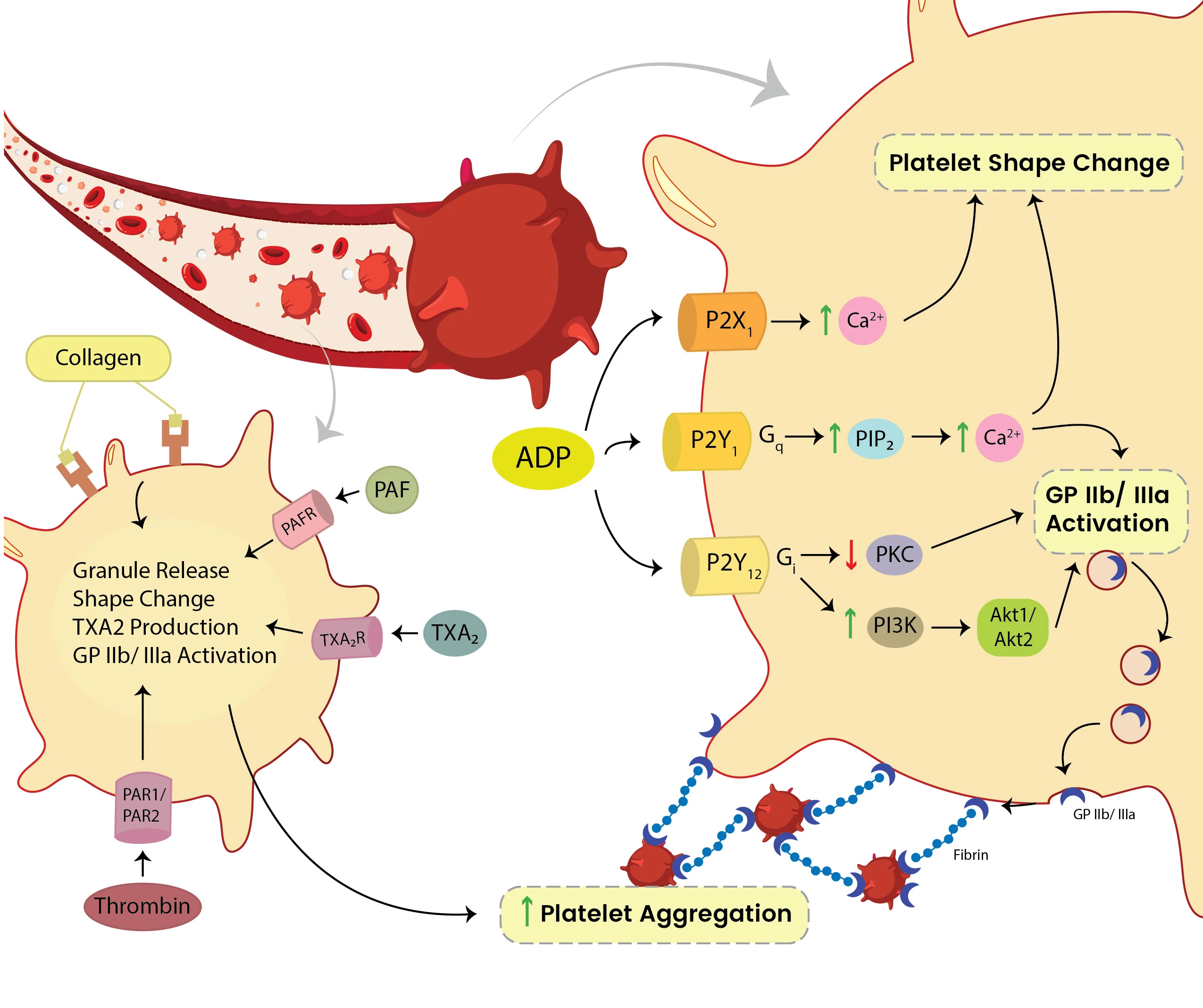 scientific-diagrams