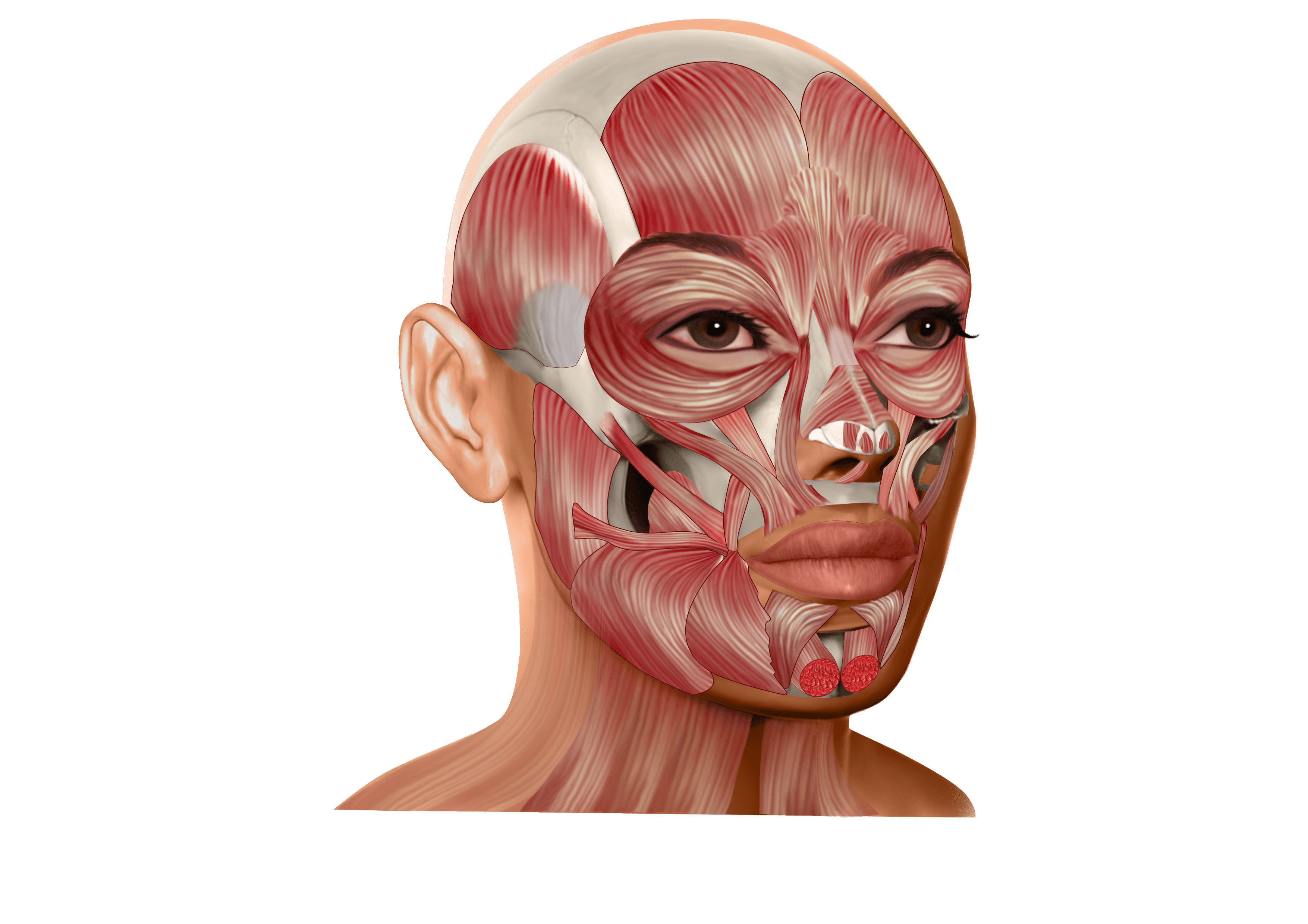 face-illustration