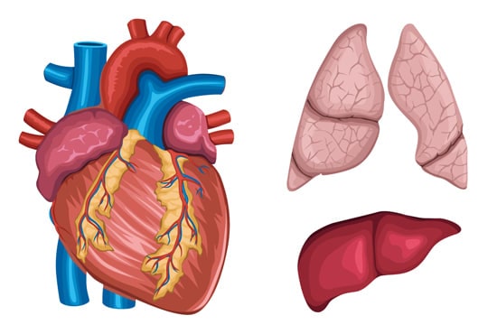 medical-illustrations