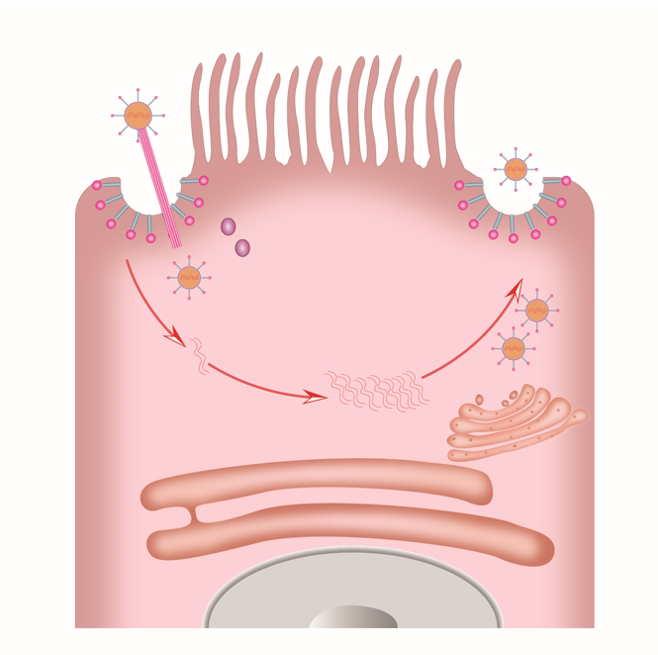 scientific-illustrations