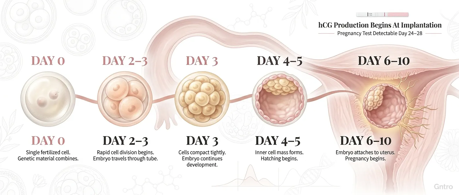 blastocyst-implantation-uterus-early-pregnancy